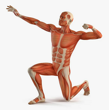 [Александр Волоткевич] Разблокировка крестцово-под_0.png